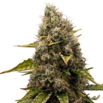 Barneys Farm White Widow XXL 3 FEM